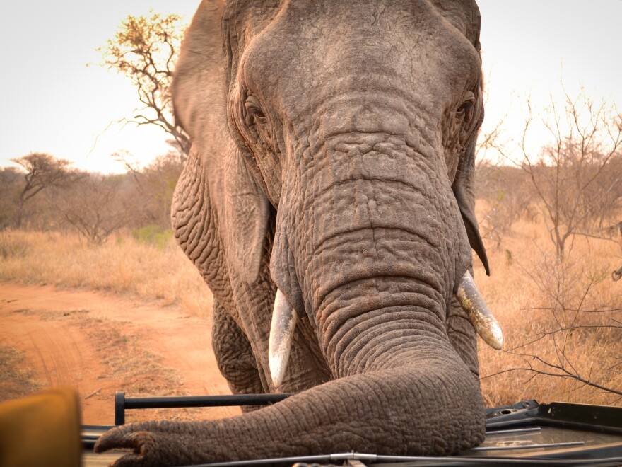 An elephant in South African offers an up-close glimpse of its prodigious instrument. According to Sean Hensman of Adventures with Elephants, trunks like this one could help the U.S. Army develop a better landmine sensor.