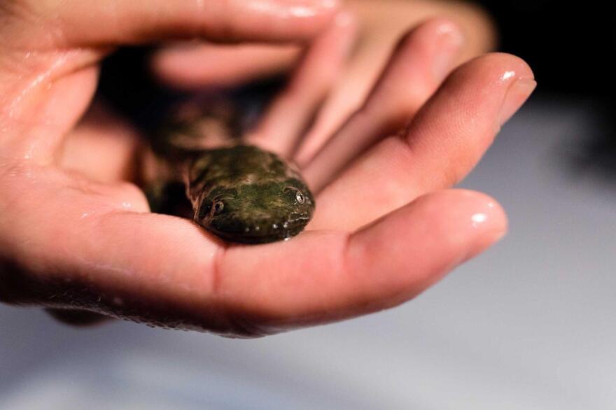 A two-year-old eastern hellbender. 