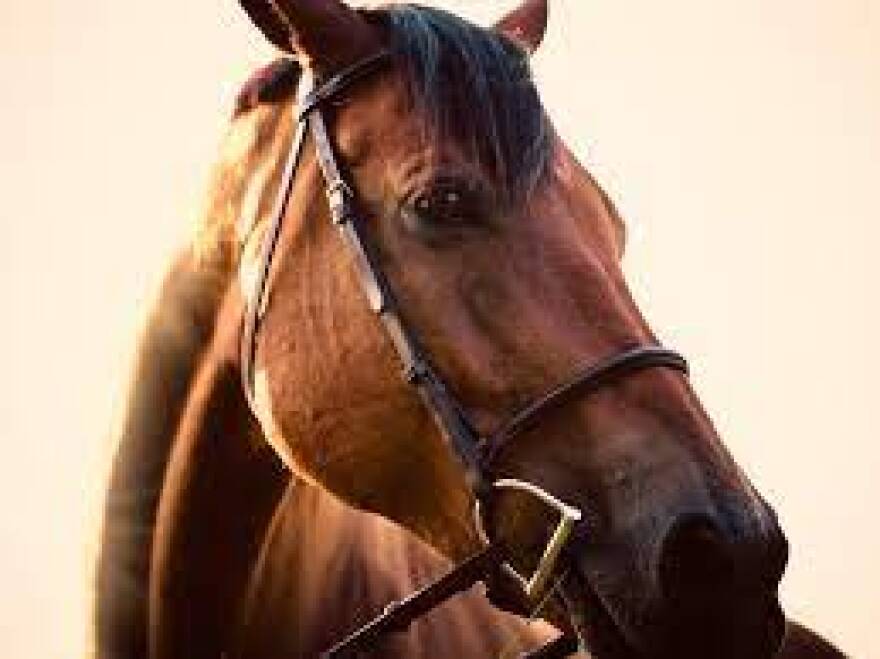 horse.jpg