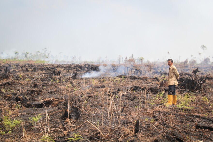 Farmer Arif Subandi surveys scorched peat lands near his house in the village of Punggur Kecil in West Kalimantan Province on Borneo.