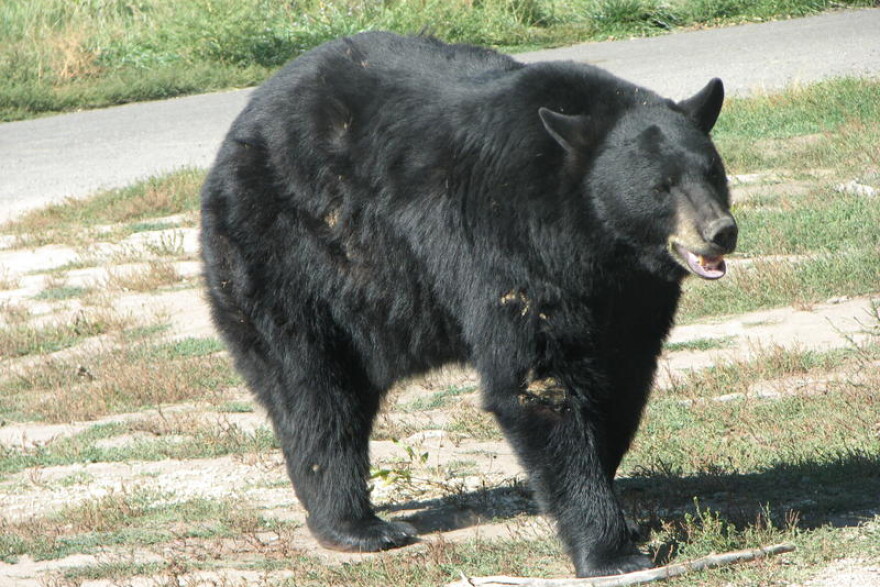 Since 2015, Indiana DNR has confirmed 3 black bears in the state.