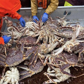 Bristol Bay red king crab.