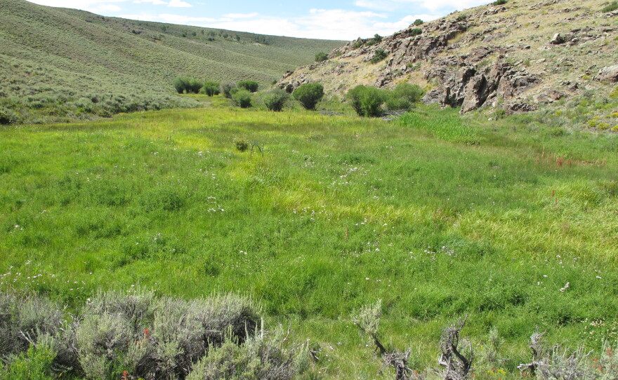 2019 Gunnison meadow after restoration work