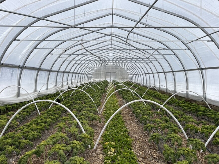 Rows of green leafy plants inside a covered greenhouse