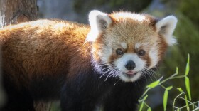 Red panda Liu explores his new home at the Oregon Zoo.