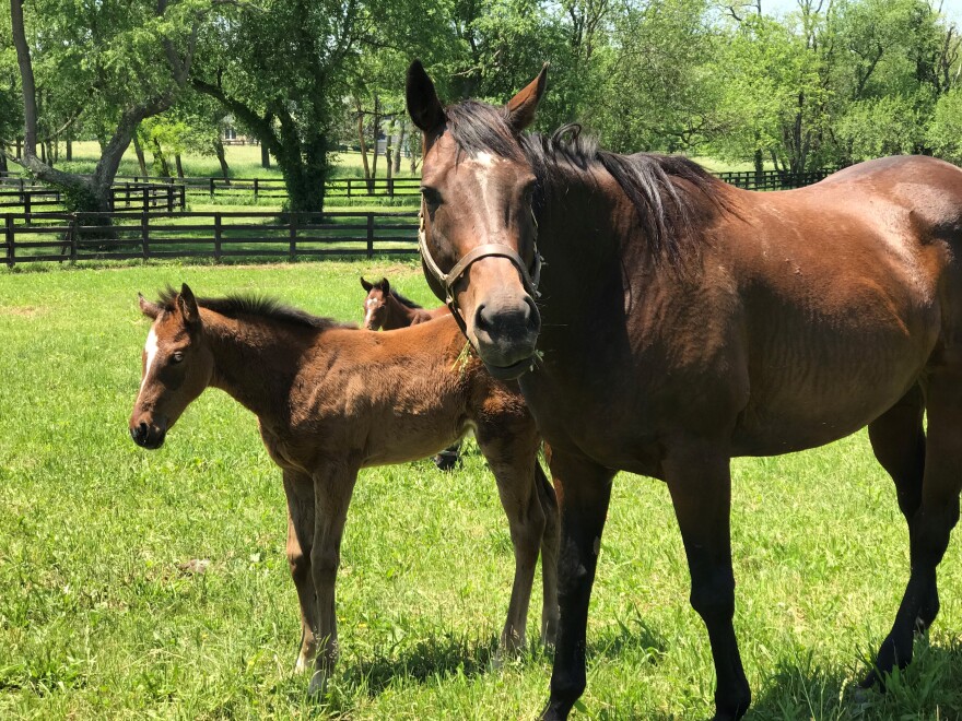 A mare with its foal at O'Sullivan Farms in Charles Town, W.Va.
