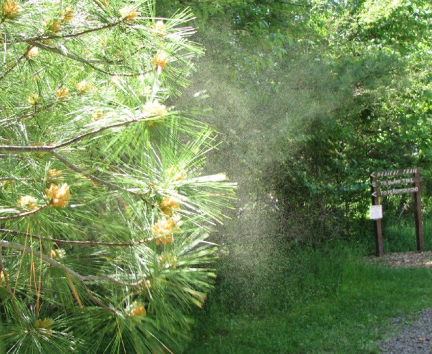 Pollen from pine tree.