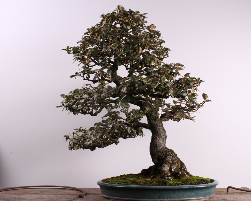 The silverberry was created by a female bonsai artist, Kiyoko Hatanaka, in 1946. Female bonsai artists were historically less common than male ones, which makes this tree rare. It was stolen on Sunday from a museum just outside Seattle.