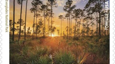 In 2016, the U.S. Postal Service featured pine rocklands in Everglades National Park on a Forever Stamp to commemorate the 100th anniversary of the National Park Service.