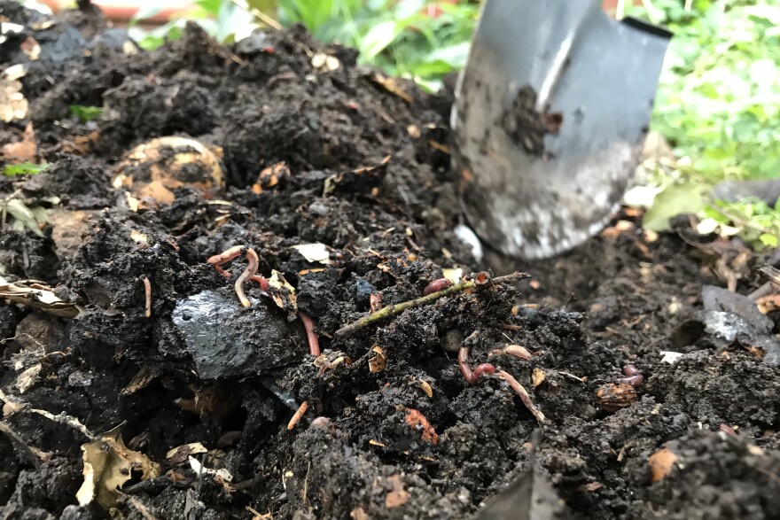 Gisele Zeigler turns over dirt and food scraps in her compost pile with a shovel revealing earthworms within, which help to breakdown that material into fertilizing soil.