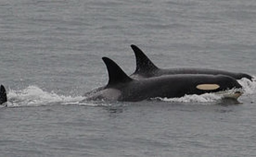 The orca known as J35 swims without her baby off San Juan Island on Saturday.