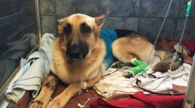 Haus, a German Shepherd, recovers from a snake bite at Blue Pearl in Tampa, Fla., Friday, May 13, 2016. When a venomous Eastern diamondback rattlesnake appeared in the backyard of a 7-year-old Florida girl, her German shepherd, Haus, came to her rescue, refusing to back down despite multiple snakebites. (AP Photo/Tamara Lush)