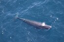 A bird's eye view of a Rice's whale in the water