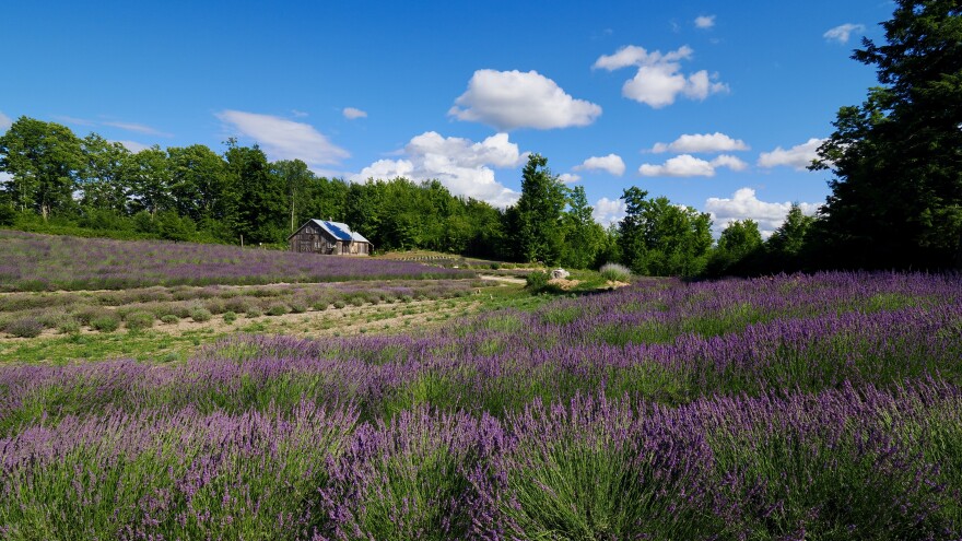 Bohemian Lavender Farm, M