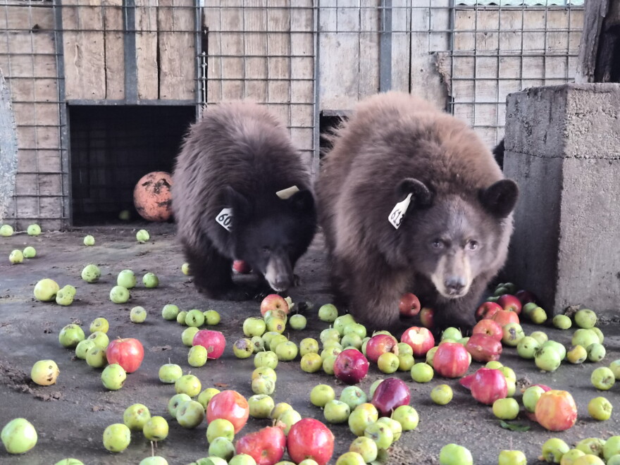 Two small black bears walk through a pile of apples on the ground.