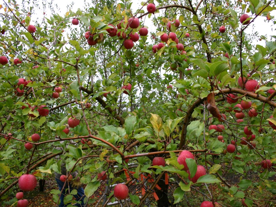The Midwest Apple Improvement Association planted about 50,000 seeds as part of the development process for the EverCrisp. It takes four or five years before the resulting trees produce fruit.