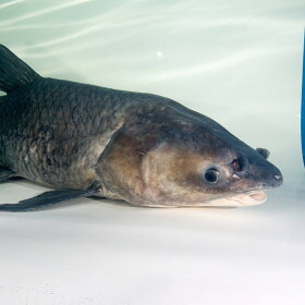 Asian Black Carp