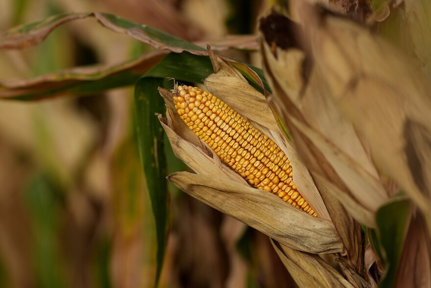 Corn is pictured in a corn field Tuesday, Aug. 27, 2024, near Platte City, Mo. 