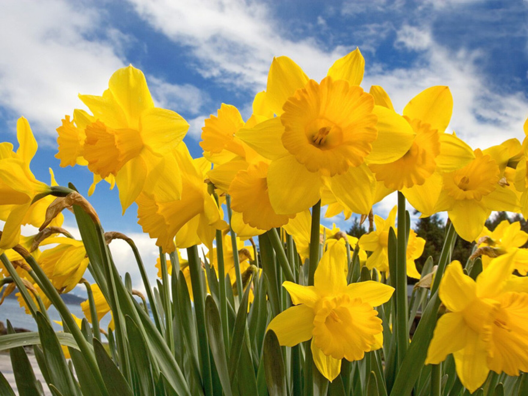 Nature Wallpapers - Flowers Yellow Orange - Hipi.info