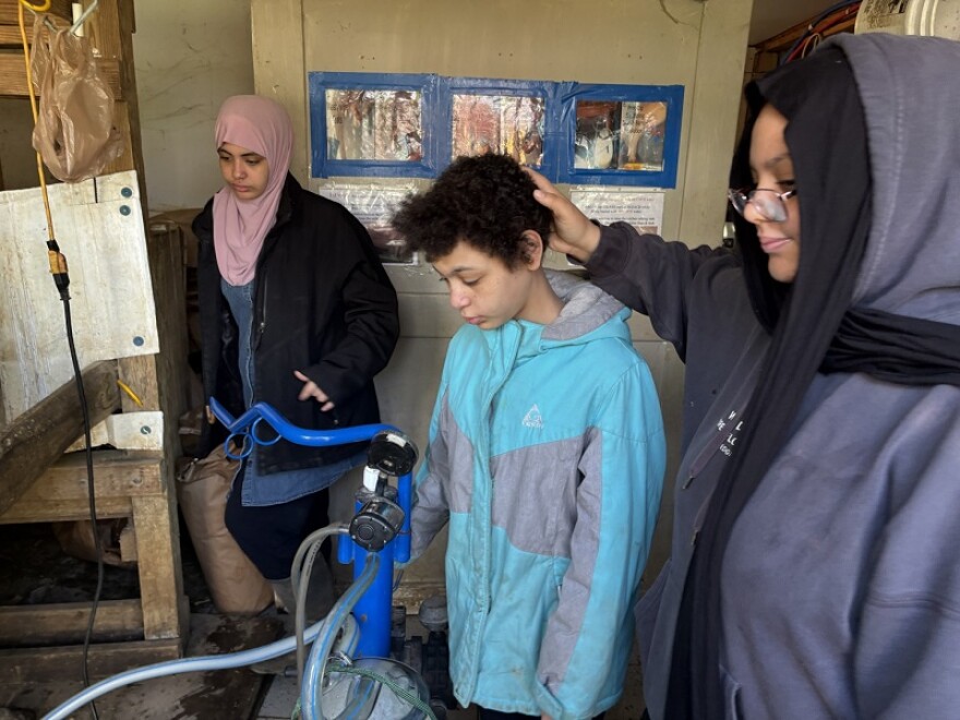 Milkmaids Aiya, Sabeal, and Laila Abraham prepare to milk a cow.
