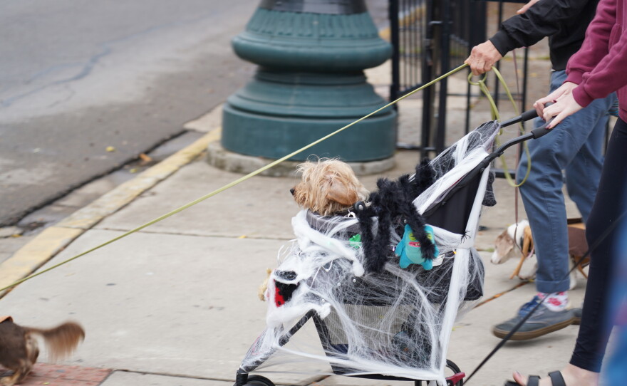 Dachshunds of Columbia held its annual "Halloweenie Walk" on Saturday, Oct. 17, 2026 in Columbia, S.C.