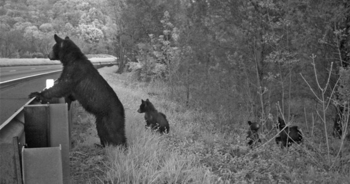 State may ask the public to donate to a fund for wildlife crossings under highways