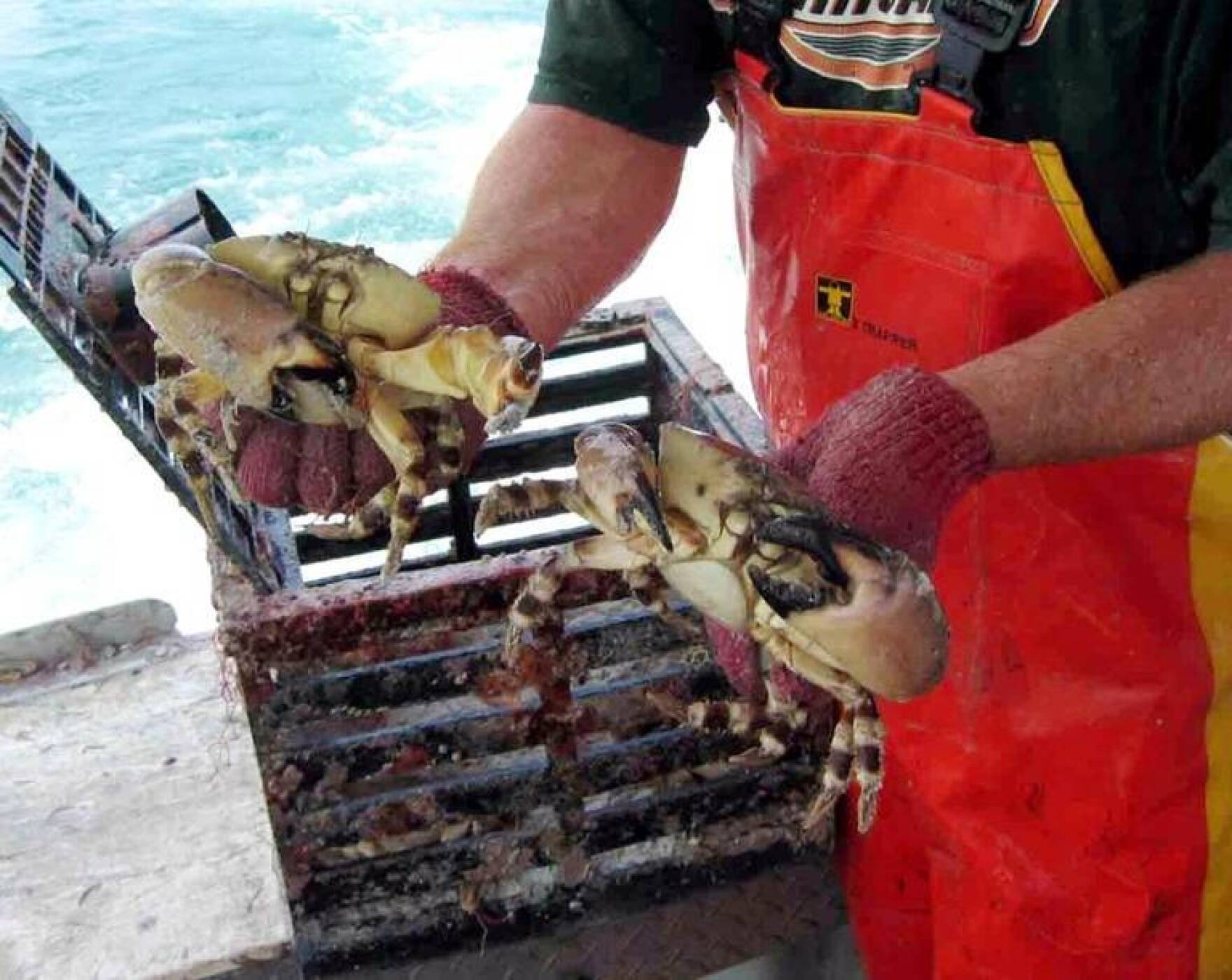 Stone Crab Season Off To Promising Start In Florida Keys WGCU PBS