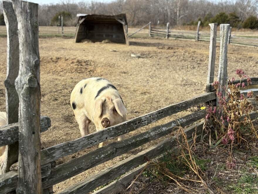 One of the pigs at Illinois Country Harvest waits for organic feed in Prairie du Rocher, Illinois, on Thursday, Dec. 12, 2024. Once butchered, in about two months, the meat will be Certified Naturally Grown.