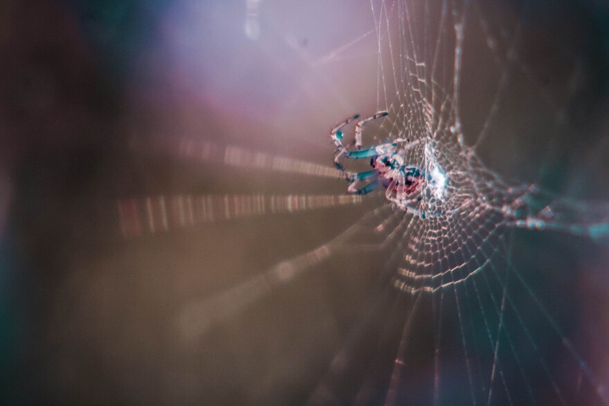 Spider silk is ideally adapted to capture flying insect prey. Scientists are still learning how to replicate it's dual properties of strength and stretchiness.