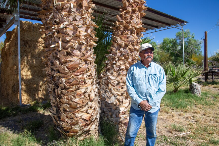 Redford farmer Esteban Mesa started growing bermuda grass a few years ago because other forage crops like alfalfa are too water intensive.