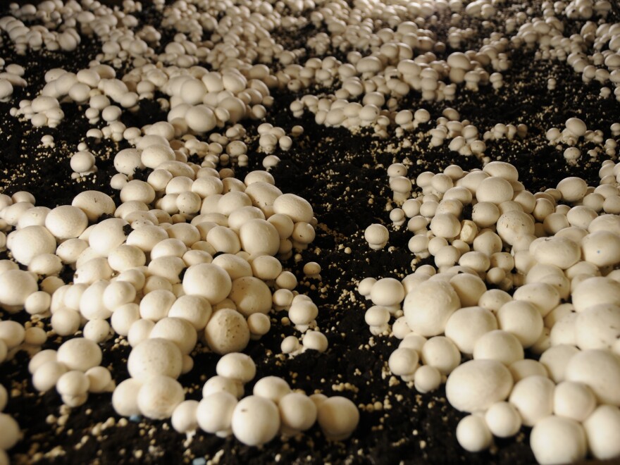 About 400 million pounds of mushrooms come from farms in Chester County, Pa.