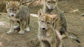 The Mexican gray wolf pups at the Binder Park Zoo. Two passed away from Triple-E, while the third appears healthy and is being monitored.