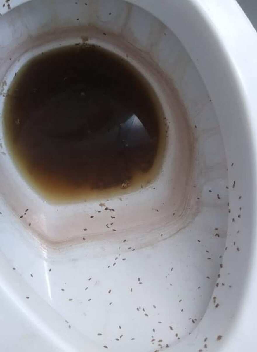 Inside unit 63 of Taft Homes on Thursday, Aug. 20, Direna Gardner observed and photographed maggots crawling in a toilet.