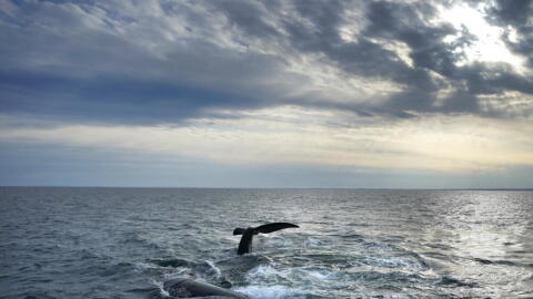 A pair of North Atlantic right whales interact at the surface of Cape Cod Bay, in Massachusetts, on March 27, 2023. (Robert F. Bukaty/AP)