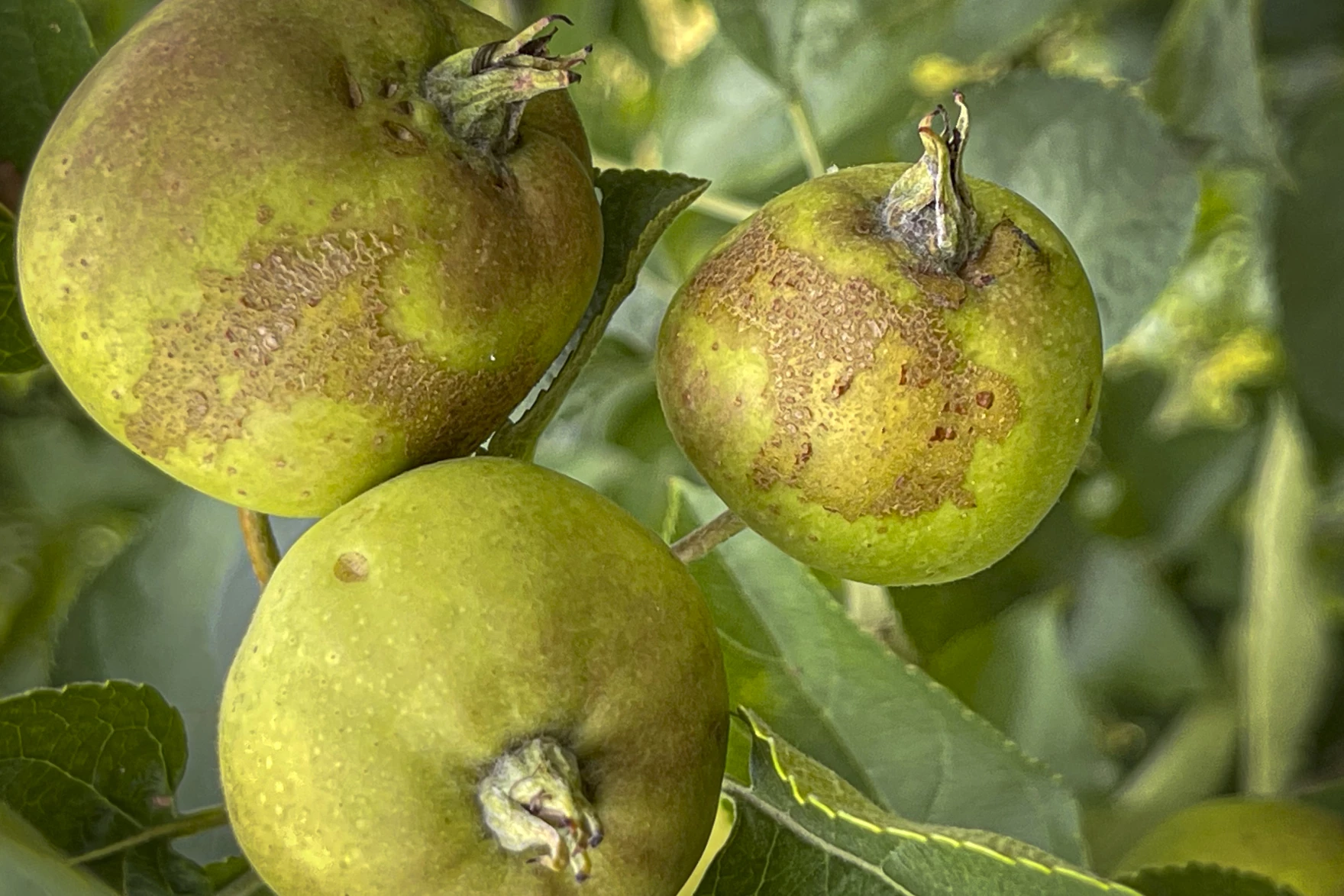 Representing what John Lyman says is an 80% reduction in value, Golden Delicious apples show russeting caused by freezing temperatures on May 18, 2023. "Even though the apples survived," says John Lyman, "they will not be marketable other than for cider apples."
