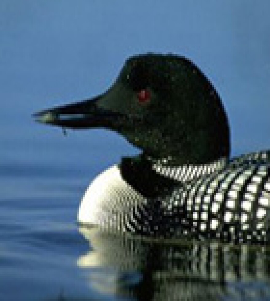 A loon