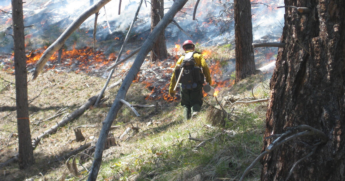 Controlled Burns To Begin On Bitterroot National Forest | Montana ...