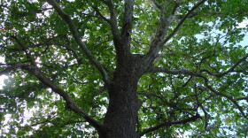 The sycamore tree where Barb Agnew first spotted monarch butterflies and led to years of stewardship.