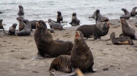 About 20 fur seals on a beach