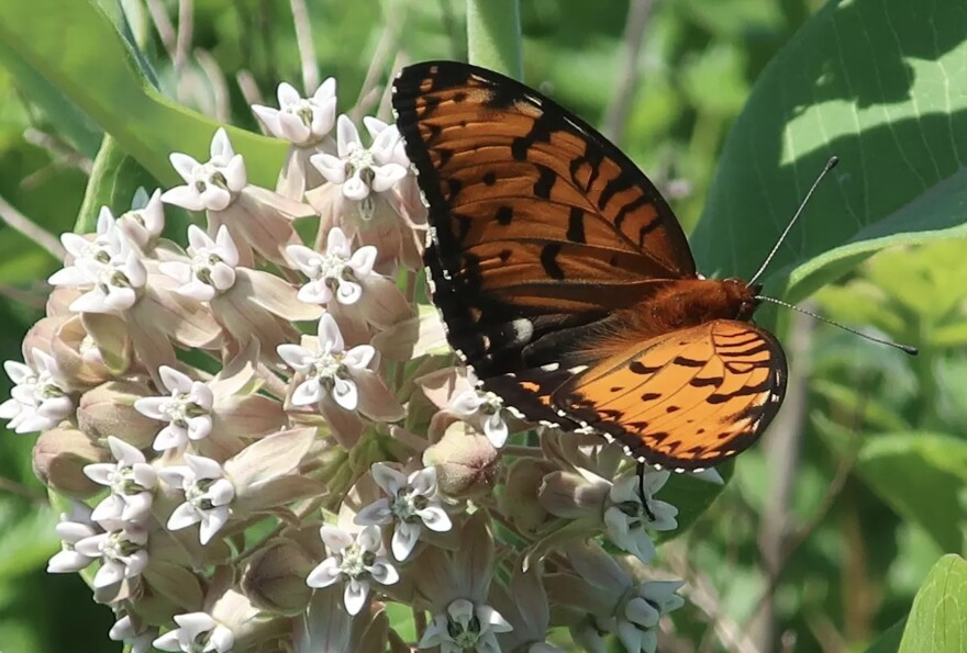 Regal fritillary butterfly on common milkweed.