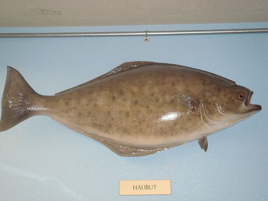 Halibut