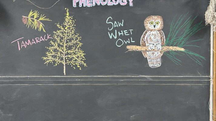 Chalk illustrations show a tamarack tree and saw-whet owl.