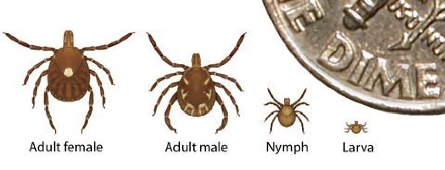 The adult lone star tick has a characteristic white dot on its back. Scientists found the Heartland virus only in the young nymphs, not the adults.
