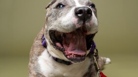 Annie is available for adoption from Patty Baker Humane Society Naples.