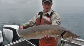 Justin Chiotti with the U.S. Fish and Wildlife Service holds one of the smaller Lake Sturgeon caught during the day.