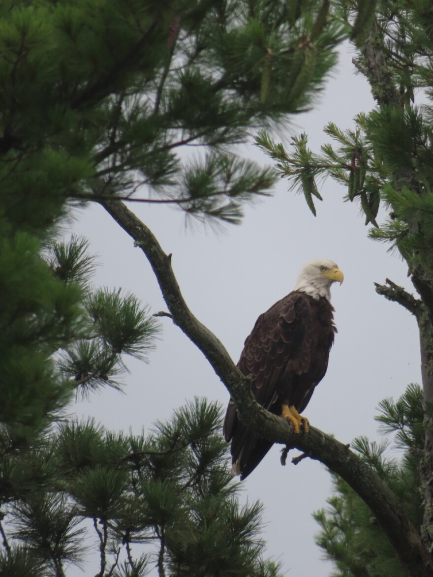 A bald eagle sits in a white pine tree. It is framed by green branches.