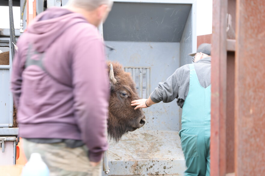 More thank 200 bison graze the Broken Kettle Grassland Preserve. Officials from The Nature Conservancy round them up each fall for health checks, counts, and distribution to other herds.