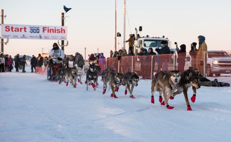 The 43rd running of the Kuskokwim 300 Sled Dog Race begins on Friday, January 28th at 6:30 p.m.