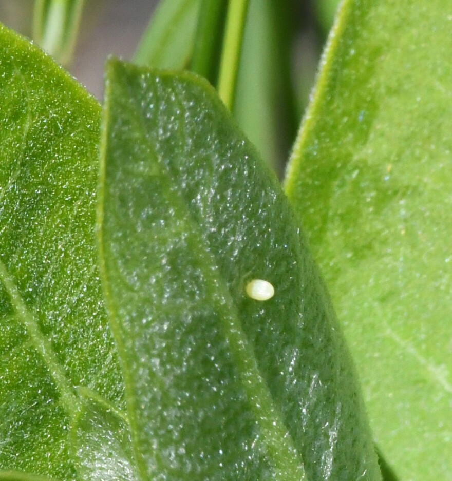 A monarch butterfly egg develops on a milkweed leaf. It is small, white, and oblong. It sits on the fuzzy underside of a milkweed leaf near the vein.