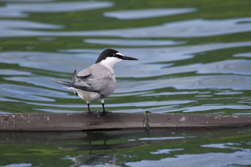 An Aleutian tern perches on a floating piece of kelp in the Kodiak National Wildlife Refuge. Aleutian terns are more rare than Arctic terns.